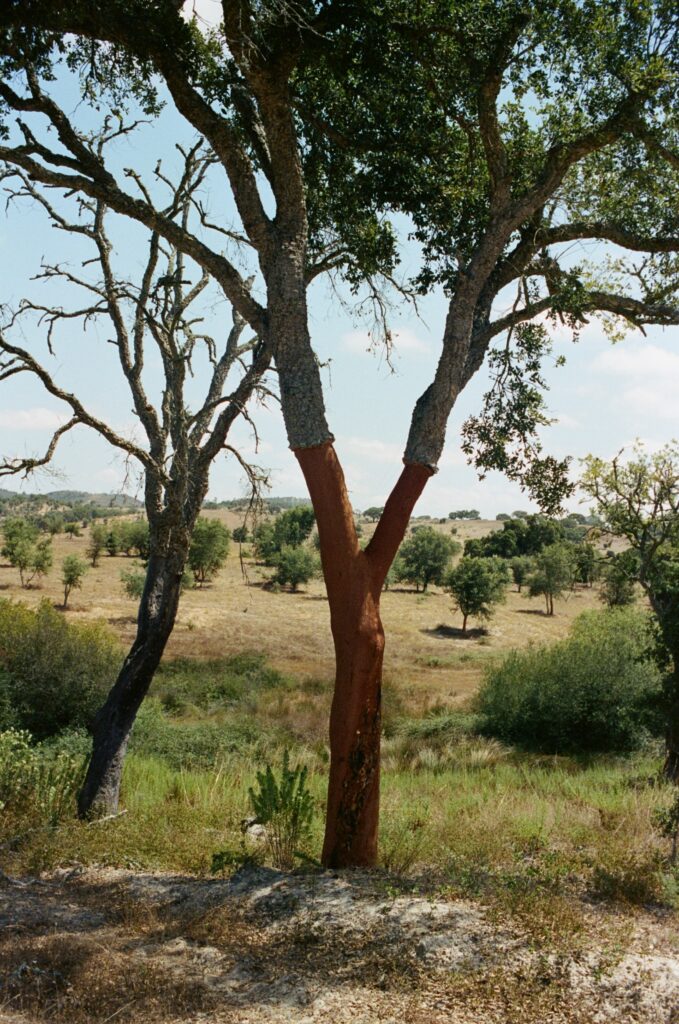 Bark Tree, Portugal 2023